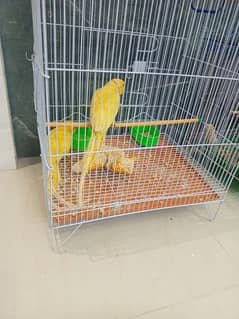 yellow ring neck parrot pair