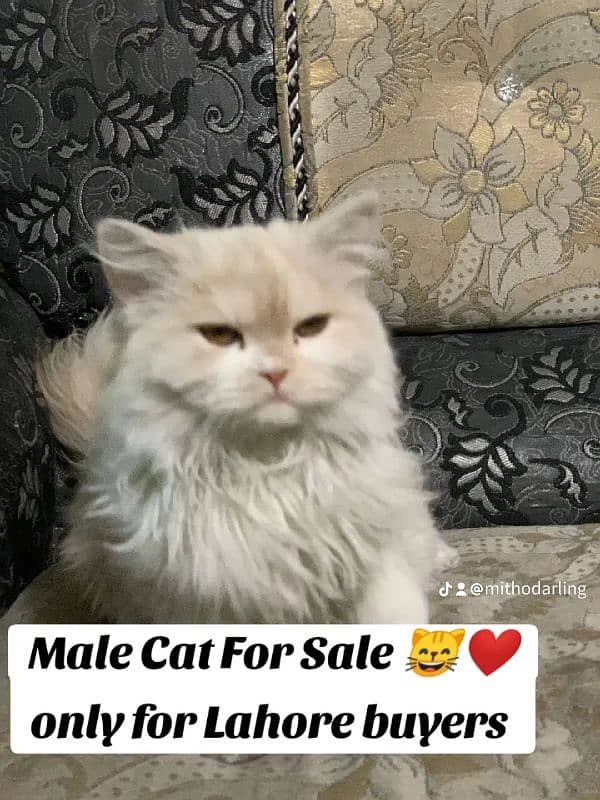 Persian Male Cat 0