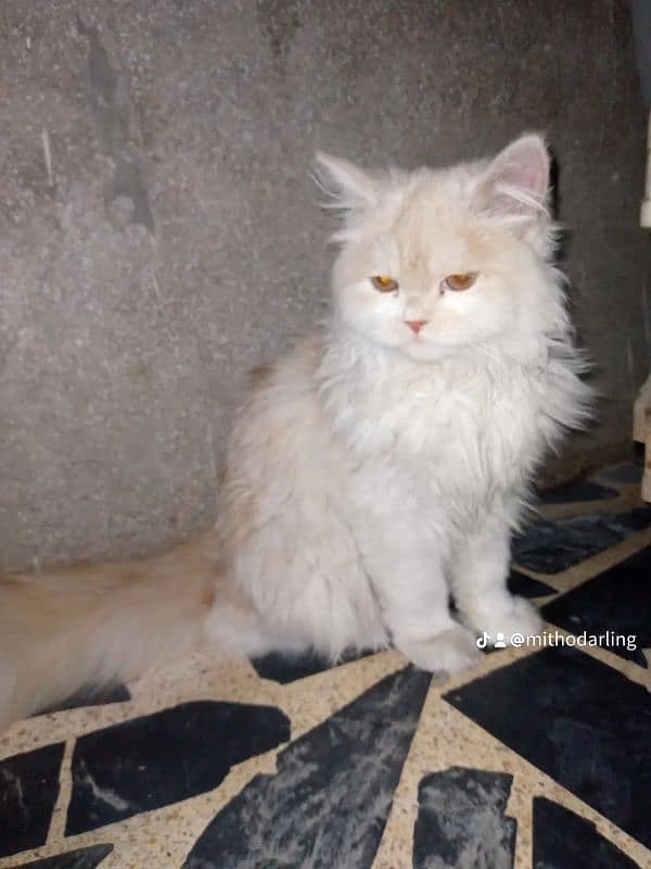 Persian Male Cat 1