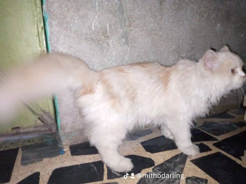 Persian Male Cat 2