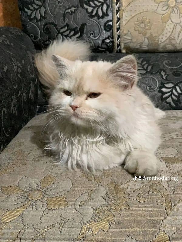 Persian Male Cat 3