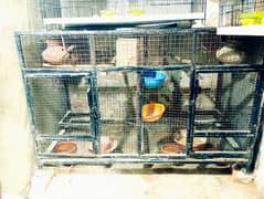 iron cage for sale