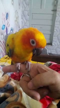 sinconure