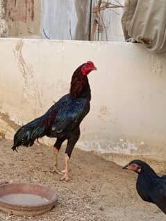 Aseel Shamo Mushka Breeding Pair