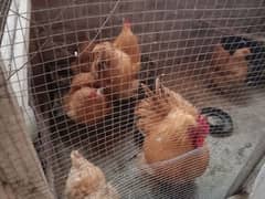 Heavy Golden Buff + Bantam Breeders For Sale