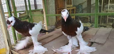 Megpei home breed birds confirm pair