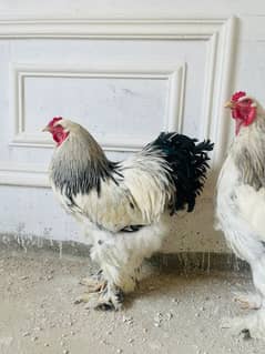 Light Brahma Males For Sale