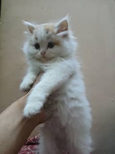 persian cat