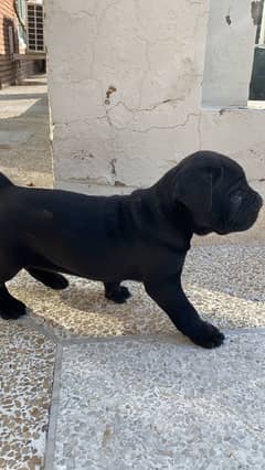 CaneCorso Pups 40 days vaccinated undocked untilnow.