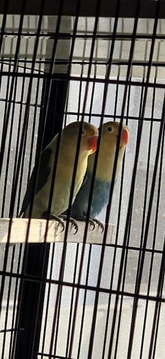 love birds breeder pair