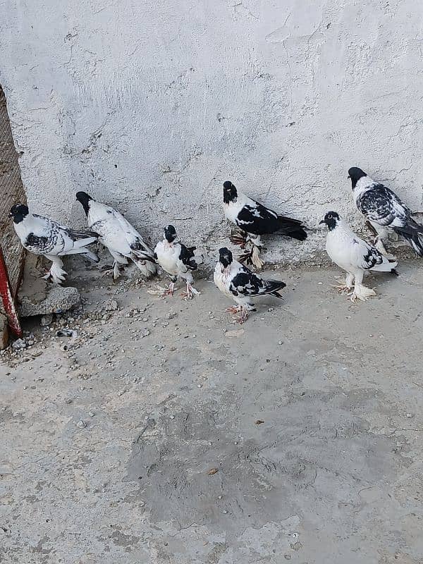 All birds for sale 2