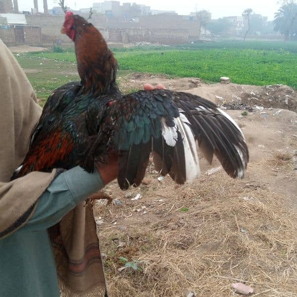 Mianwali Best breeder WhatsApp number : 03402012707 2