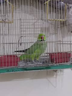 TALKING PARROT FOR SALE