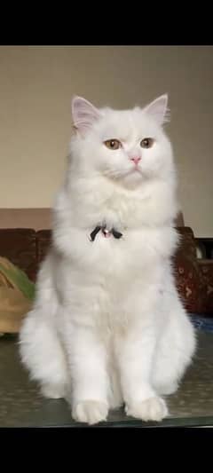 Persian cat