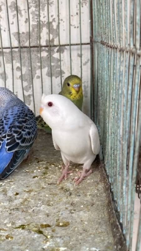 budgies,love bird mix 11