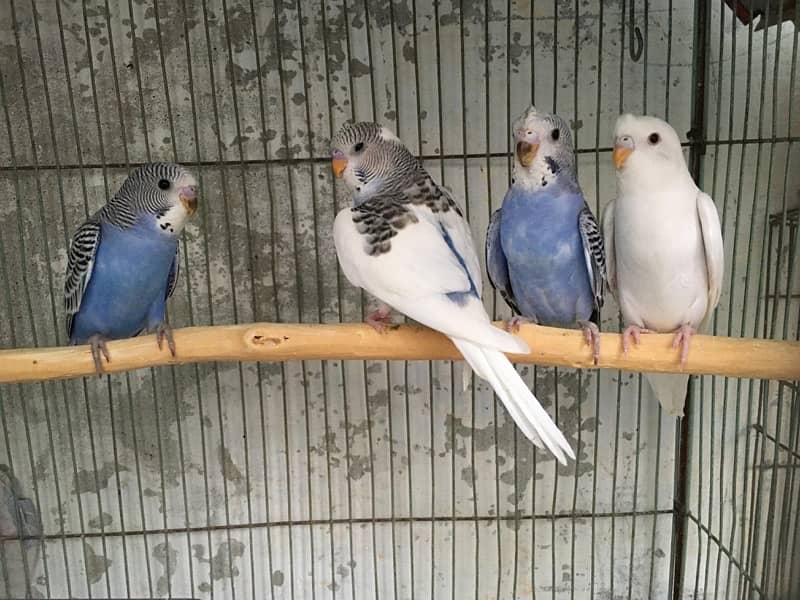 budgies,love bird mix 12