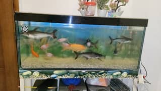 Fish Aquarium Complete For Sale