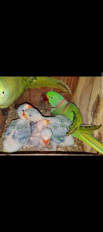 parrot baby for sale 0