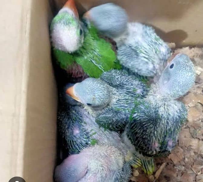 parrot baby for sale 1