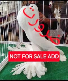 Need pouter & magpie female