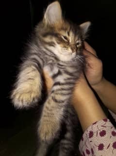 Himalayan perstion kitten