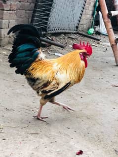 Desi Cock