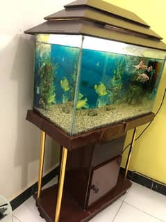 fish aquarium