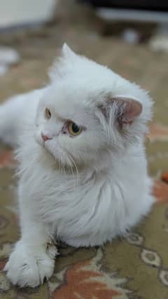 Persian cat double coat