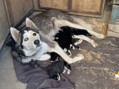 husky cubs/puppies pedigree