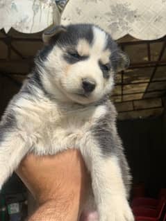 husky cubs/puppies pedigree