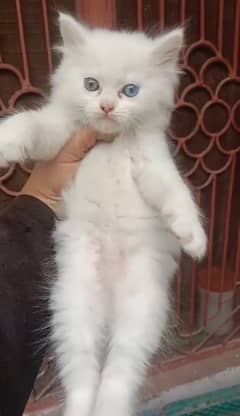 Persian male kitten for sale