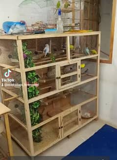 Budgies