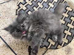 Persian Grey Kitten Available Healthy and Active