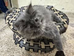 Persian Grey Kitten Available Healthy and Active