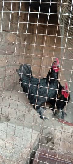 Eggs laying black bantam for sale