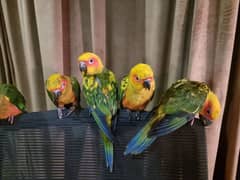 tame sun conures