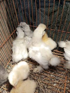 silkie chick age 35days old