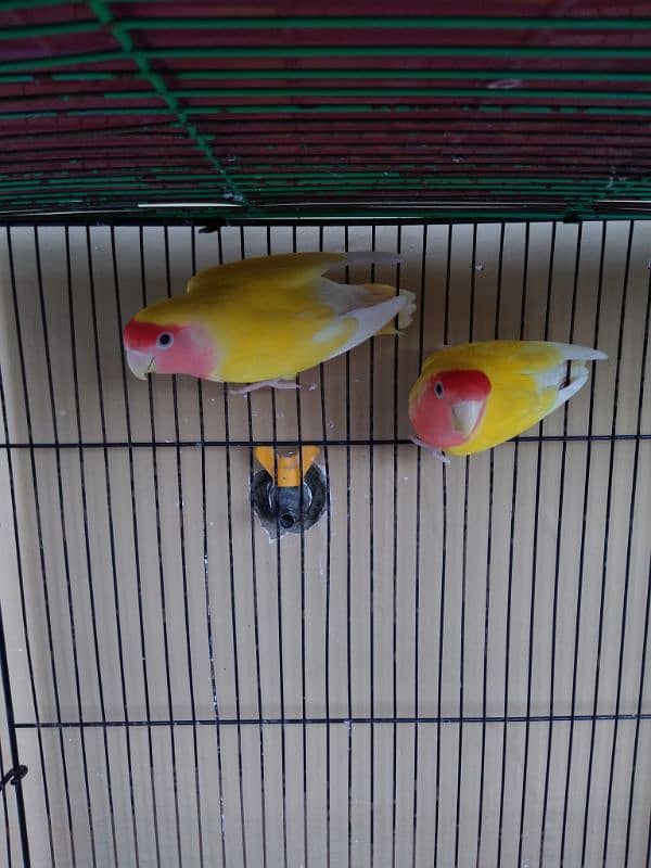 bird pair 0