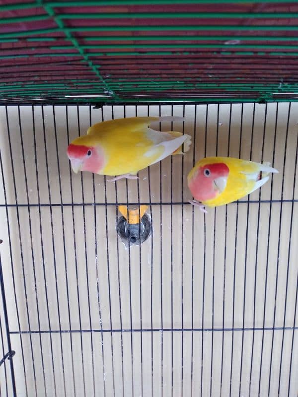 bird pair 1