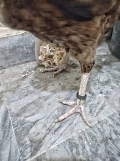 premium quality home breed birds