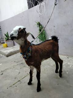 chty gad ka t d Bakra gar ka pal hy augant sell karna