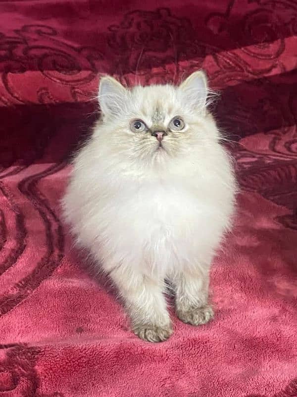 blue eyes white Persian kitten|Triple long coat |punch Face|cat babies 7