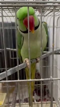 raw parrot for sale 03167349197my watasap