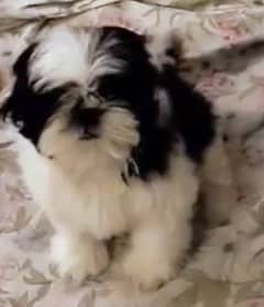 Shih Tzu Pedigreed Puppies For Sale.