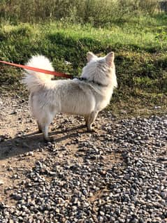 Russian Pink nose male argent for sale