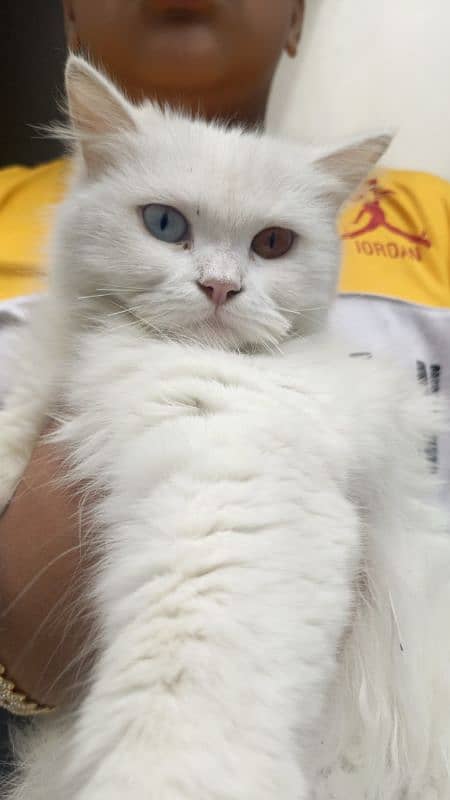 Persian cat 0