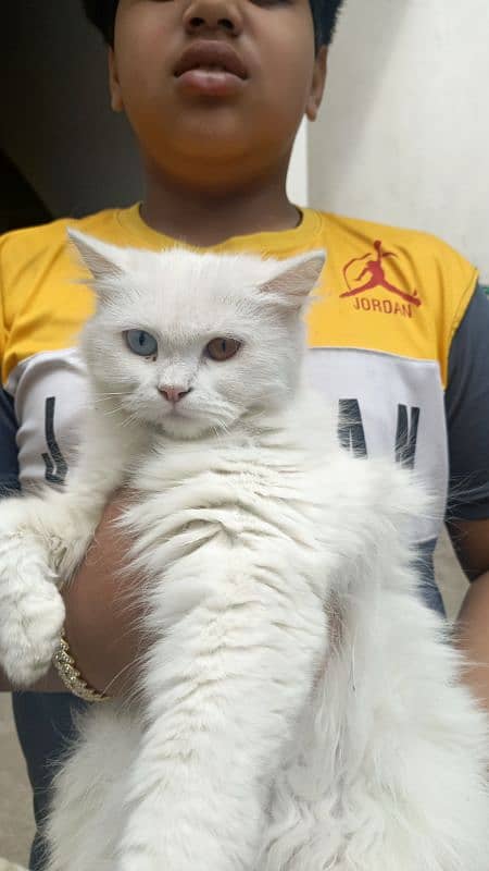 Persian cat 2