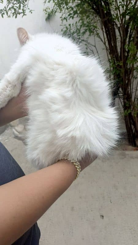 Persian cat 4