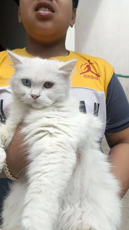 Persian cat 7