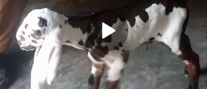 Desi Bakra for sale